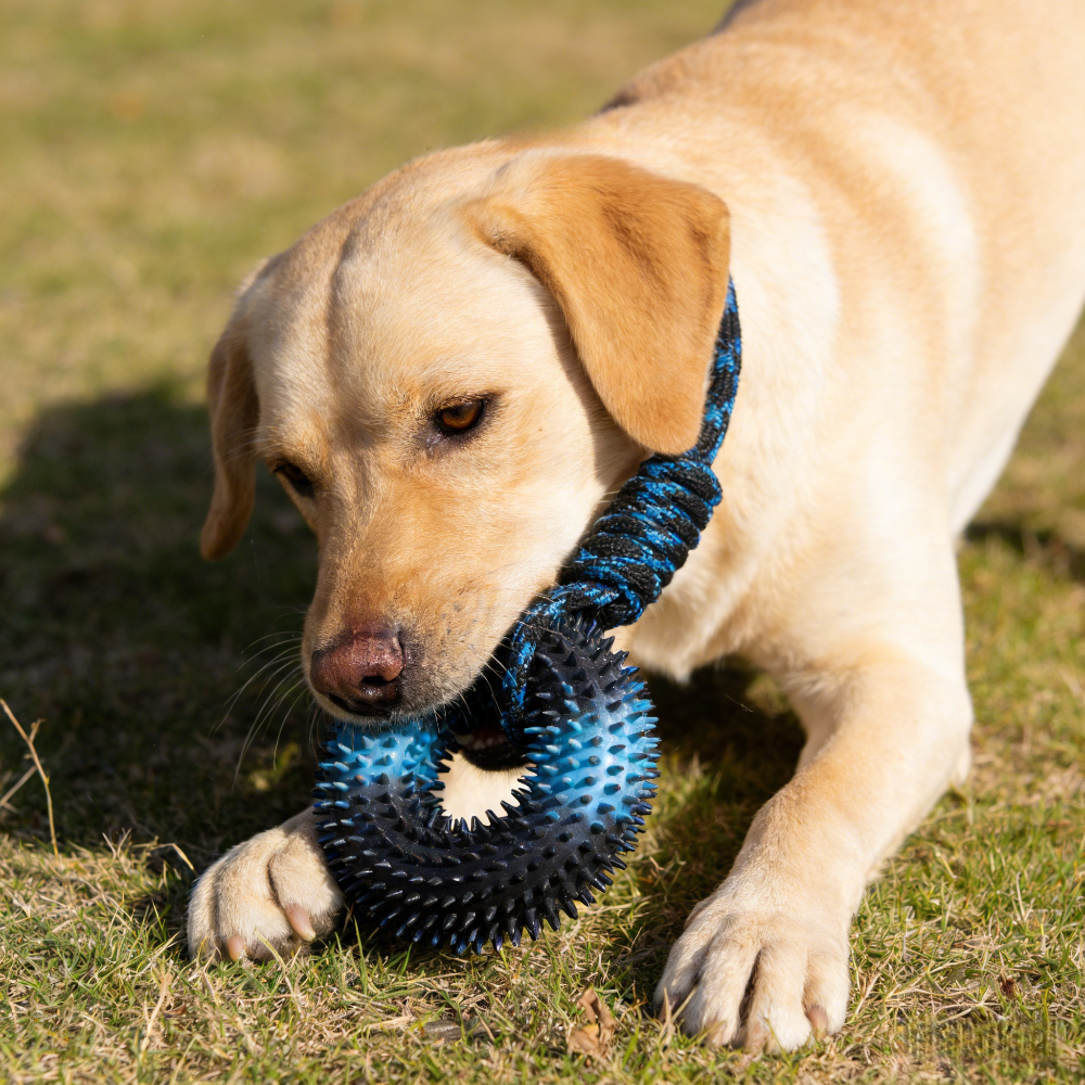 Interactive Tug Chew Toy: Knot - Spike Ball Game recensione e prezzo
